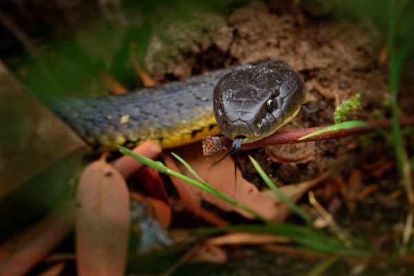 Biggest Snakes in the World ???? (With Numbers) 19 Eastern brown snake - Pseudonaja textilis also the common brown snake, is a highly venomous snake of the family Elapidae, native to eastern and central Australia and southern New Guinea.