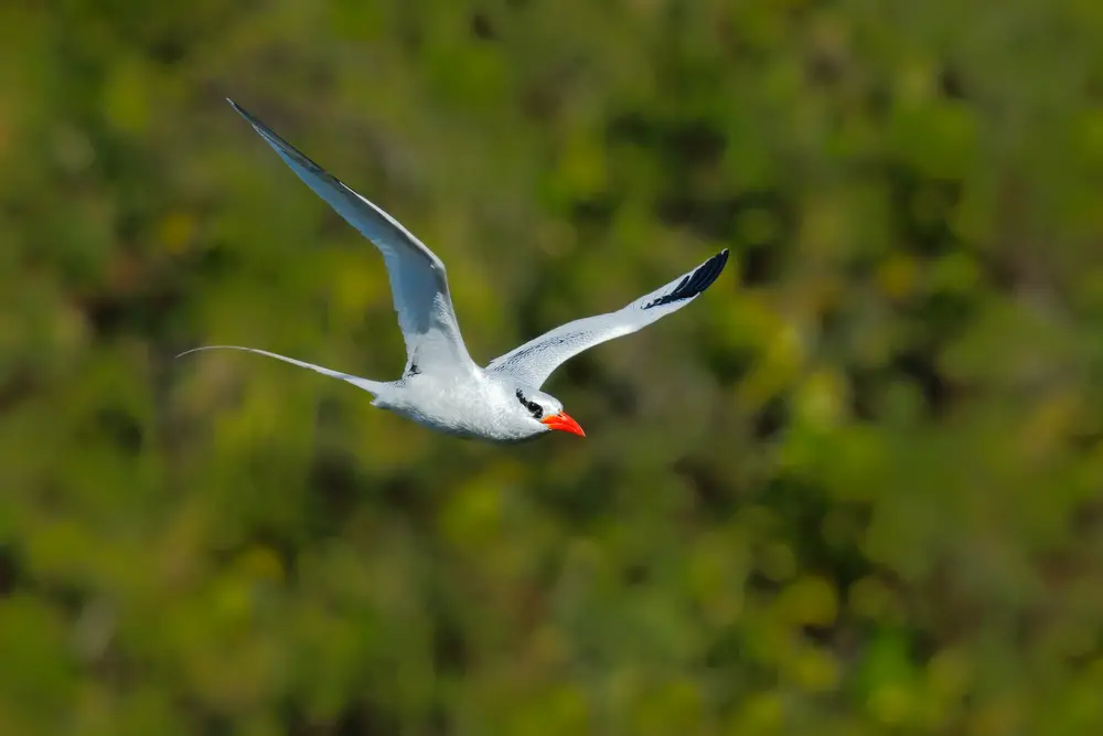 What Animals Live On Easter Island?(Big List) 7 Flying Red billed Tropicbird