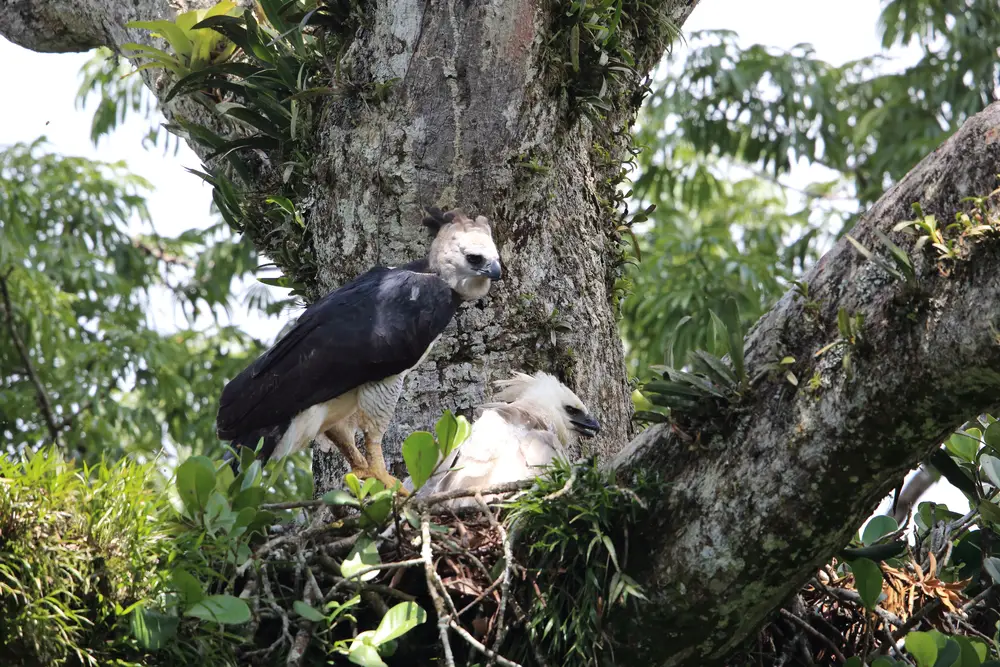 20 Of The Worlds Biggest Flying Birds (With Pictures) 6 Harpia harpyja