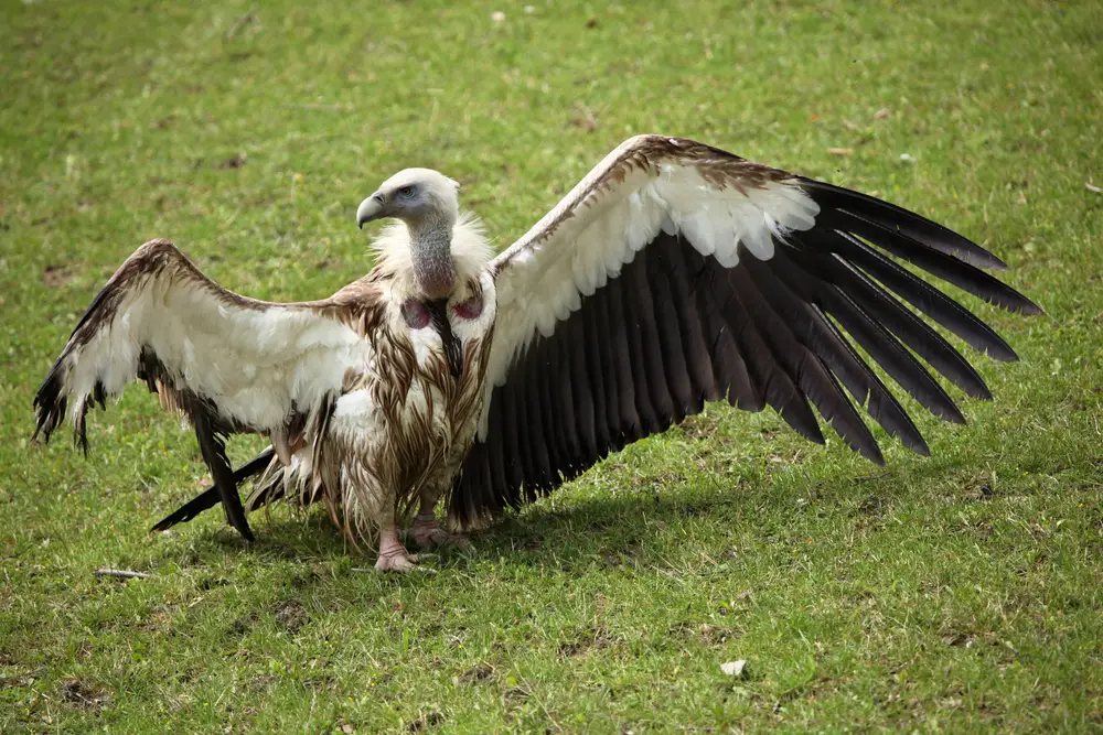 20 Of The Worlds Biggest Flying Birds (With Pictures) 13 Himalayan Vulture
