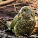 Kakapo is a New Zealand native bird. It has finely blotched yellow-green plumage