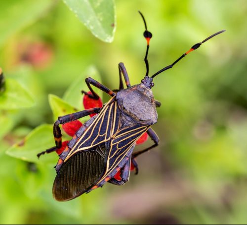 20 Of The Deadliest Animals in the World (Incl. Surprises) 7 Kissing Bugs scaled e1656972960645