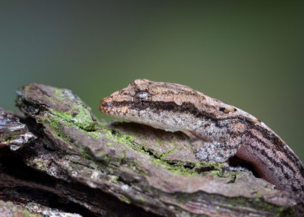 What Animals Live On Easter Island?(Big List) 3 Lepidodactylus lugubris crying gecko e1657143355473