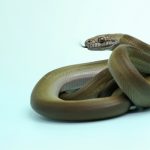 Papuan Olive Python e1657140865188