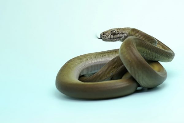 Biggest Snakes in the World ???? (With Numbers) 12 Papuan Olive Python e1657140865188