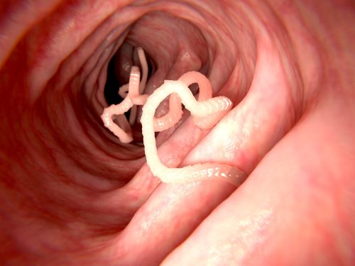 20 Of The Deadliest Animals in the World (Incl. Surprises) 19 Tapeworms e1656975604137