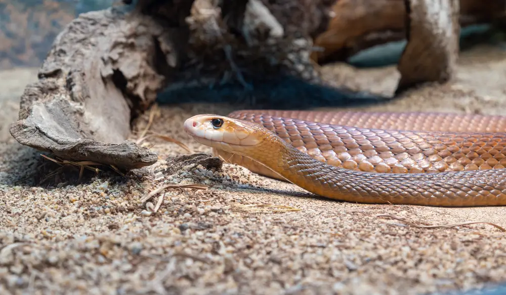 Biggest Snakes in the World ???? (With Numbers) 17 The coastal taipan, or common taipan, is a species of large, extremely venomous snake in the family Elapidae. The species is native to the coastal regions of northern and eastern Australia and the island of New Guinea