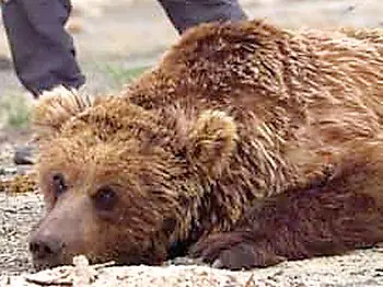 Gobi Bear