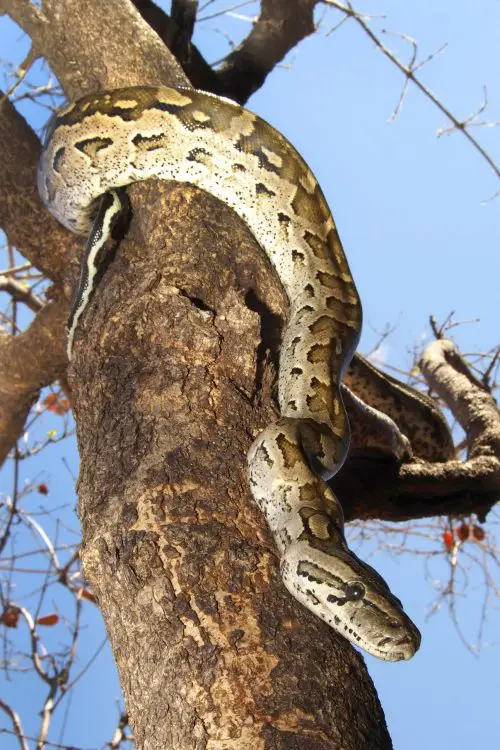 Biggest Snakes in the World ???? (With Numbers) 8 african rock python chobe national park botswana 2022 02 17 20 34 42 utc scaled e1657139004856