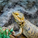 bearded dragon pogona vitticeps 2022 03 09 16 51 09 utc scaled e1659044864404