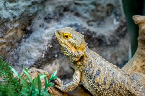 How Long Can a Bearded Dragon Go Without UVB Light? (UVB Guide) 4 bearded dragon pogona vitticeps 2022 03 09 16 51 09 utc scaled e1659044864404