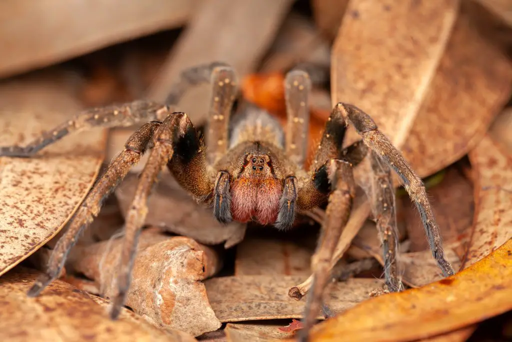 11 of The Biggest Spiders In The World ????️ (Legs/Body Size Explained) 10 Brazilian wandering spider - danger poisonous Phoneutria Ctenidae