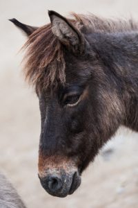 Are Donkeys Colorblind? ???? (Answered) 2 donkey 2021 08 26 16 36 14 utc scaled e1656851080458