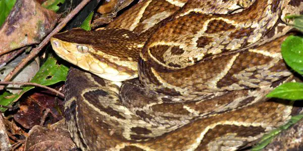Biggest Snakes in the World ???? (With Numbers) 18 Fer-de-lance Viper, Terciopelo Viper, Bothrops asper, Tropical Rainforest, Costa Rica, Central America, America