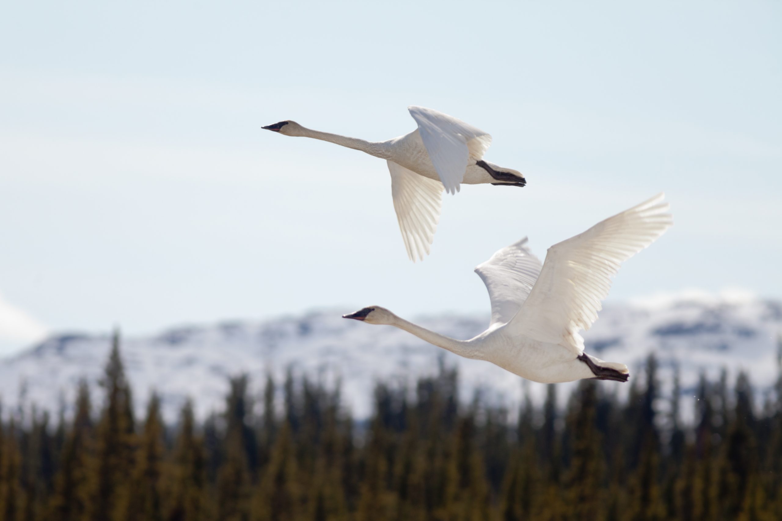 20 Of The Worlds Biggest Flying Birds (With Pictures) 12 flying pair trumpeter swans cygnus buccinator 2022 06 29 20 46 20 utc scaled