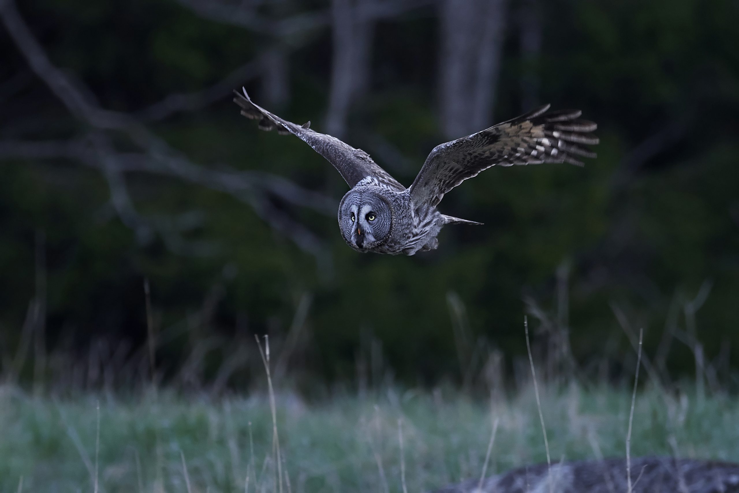 20 Of The Worlds Biggest Flying Birds (With Pictures) 11 great grey owl strix nebulosa 2022 02 02 03 48 35 utc scaled