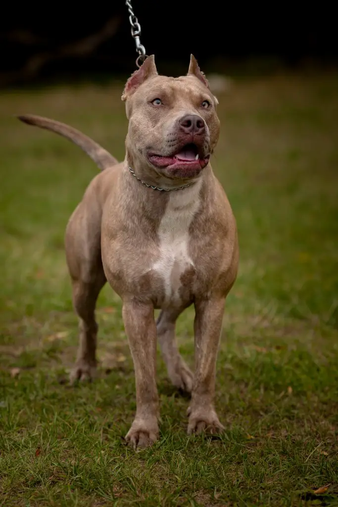 Most Dangerous Dog Breeds ???? (Might Be Surprised) 2 grey pit bull terrier