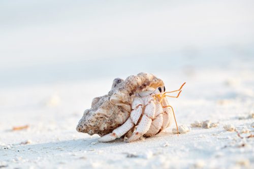 Are Hermit Crabs Colorblind? (Explained) 2 hermit crab on a beach 2021 08 26 16 19 21 utc scaled e1658784086541