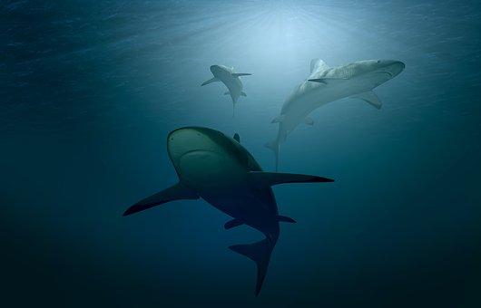 20 Of The Deadliest Animals in the World (Incl. Surprises) 3 image 10