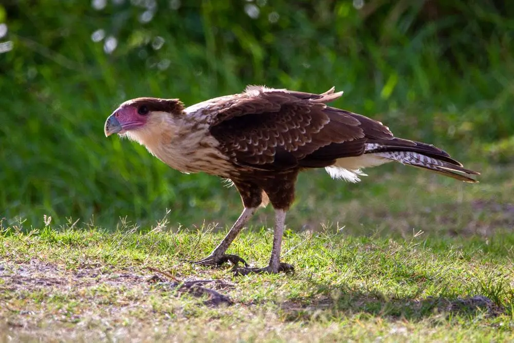 What Animals Live On Easter Island?(Big List) 4 brown and white eagle on green grass during daytime