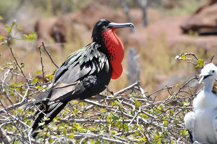 What Animals Live On Easter Island?(Big List) 6 Frigate Bird, Red, Bird, Galapagos, Brut