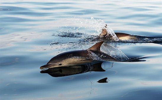 What Animals Live On Easter Island?(Big List) 9 Dolphin, Common Dolphin, Marine, Mammal