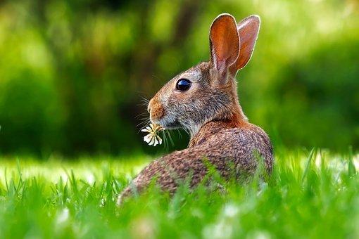 What Animals Live On Easter Island?(Big List) 10 brown rabbit on green grass during daytime