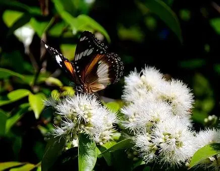 What Animals Live On Easter Island?(Big List) 11 Blue Moon Butterfly, Butterfly, Flowers