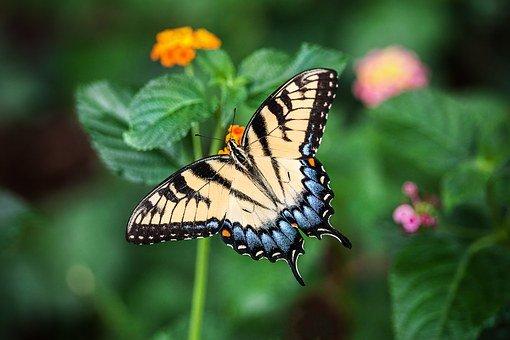 What Animals Live On Easter Island?(Big List) 12 Butterfly, Wings, Flowers, Pollinate