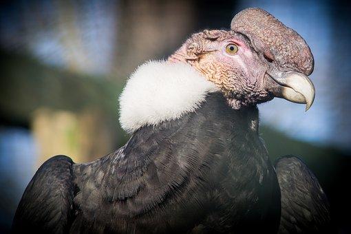 20 Of The Worlds Biggest Flying Birds (With Pictures) 3 image 147