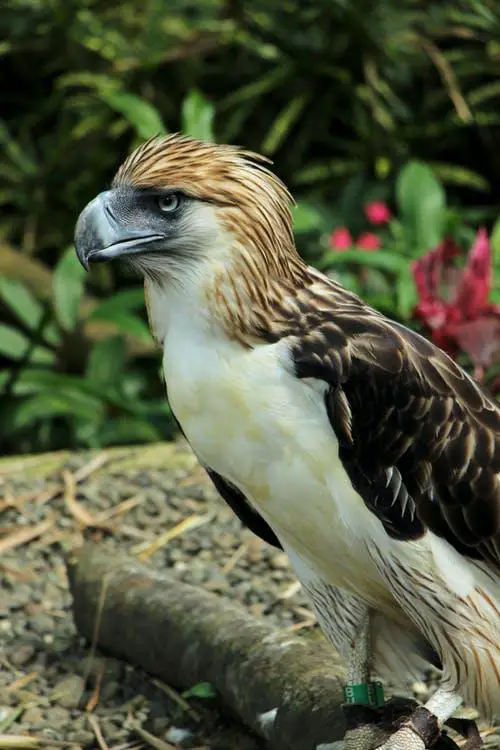 20 Of The Worlds Biggest Flying Birds (With Pictures) 10 Philippine Eagle