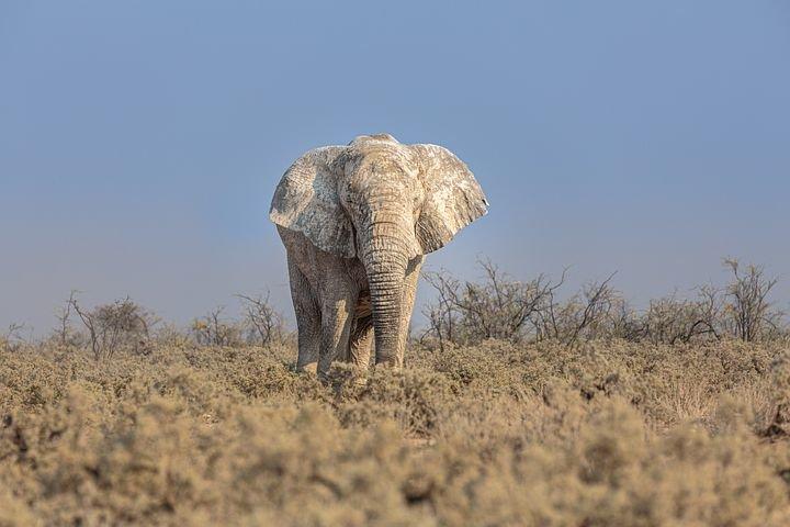 20 Of The Deadliest Animals in the World (Incl. Surprises) 4 African Elephant, Elephant, Pachyderm