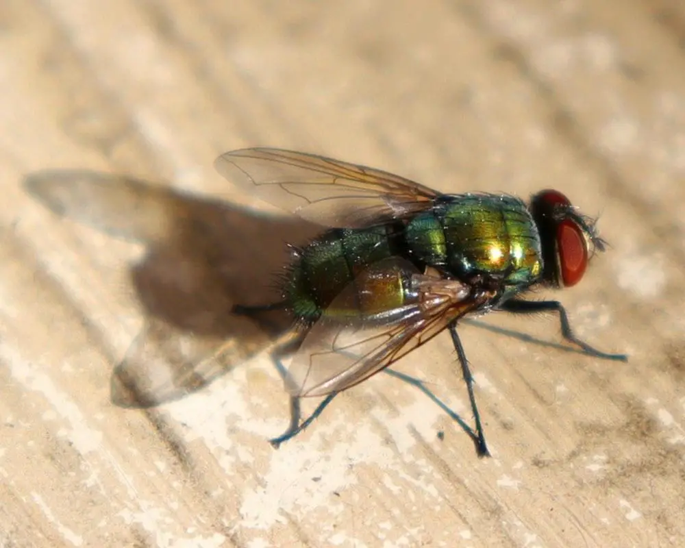 20 Of The Deadliest Animals in the World (Incl. Surprises) 5 image 48