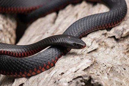20 Of The Deadliest Animals in the World (Incl. Surprises) 11 Red Bellied Black Snake, Snake, Animal
