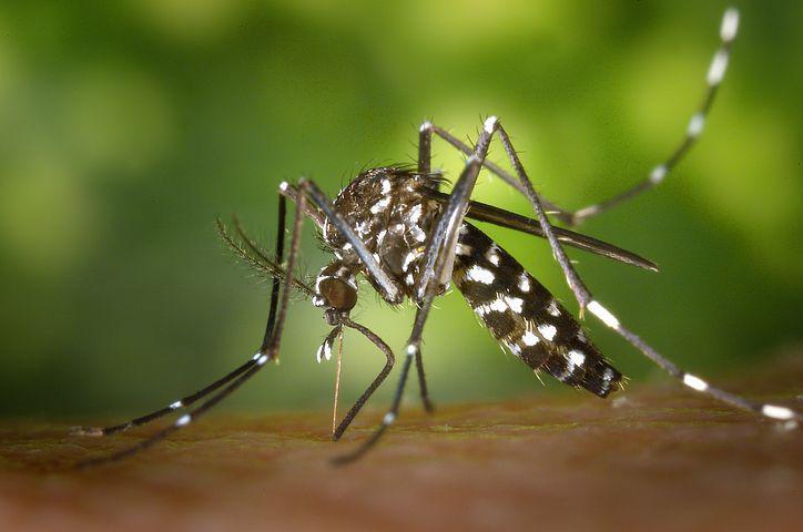 20 Of The Deadliest Animals in the World (Incl. Surprises) 10 Mosquito, Insect, Mosquito Bite