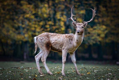 20 Of The Deadliest Animals in the World (Incl. Surprises) 14 Roe Deer, Deer, Antlers, Forest Animal