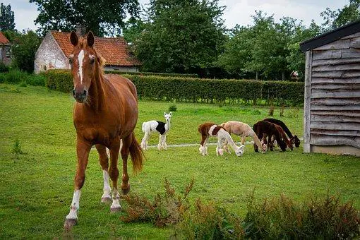 20 Of The Deadliest Animals in the World (Incl. Surprises) 9 Horse, Alpaca, Farm, Animals