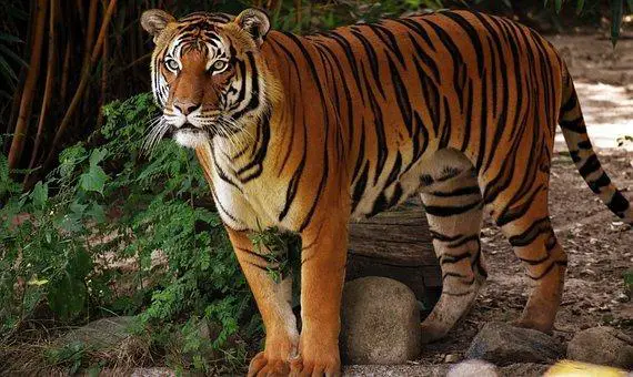 20 Of The Deadliest Animals in the World (Incl. Surprises) 15 Animal, Tiger, Mammal, Species, Fauna