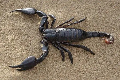 20 Of The Deadliest Animals in the World (Incl. Surprises) 18 Scorpion, Desert, Sands, Scorpion