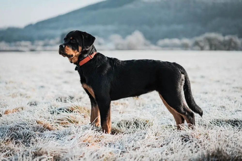 Most Dangerous Dog Breeds ???? (Might Be Surprised) 3 image 57