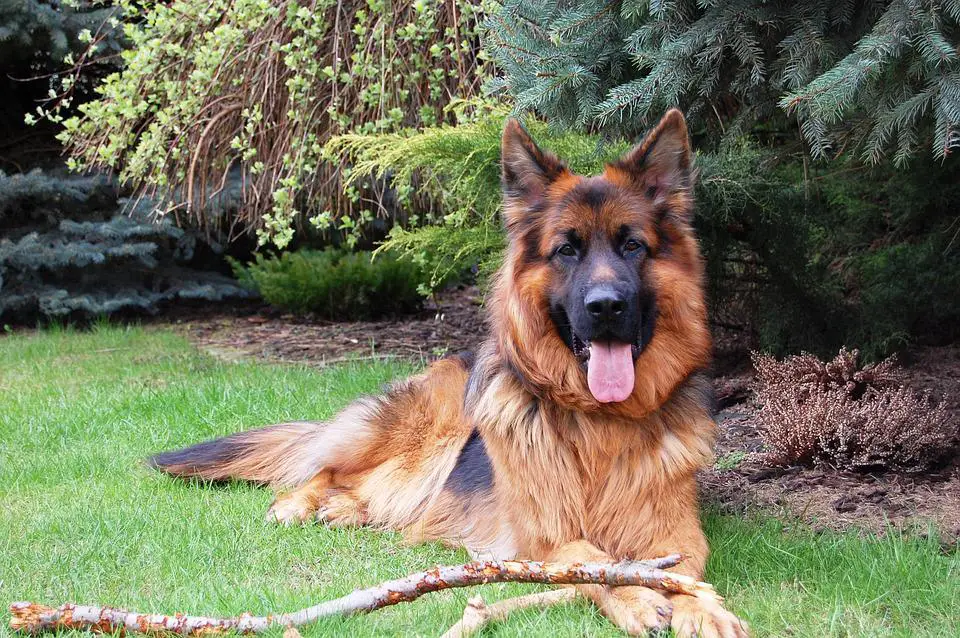 Most Dangerous Dog Breeds ???? (Might Be Surprised) 4 German Shepherd, Friend, Dog, Long-Haired, Grass