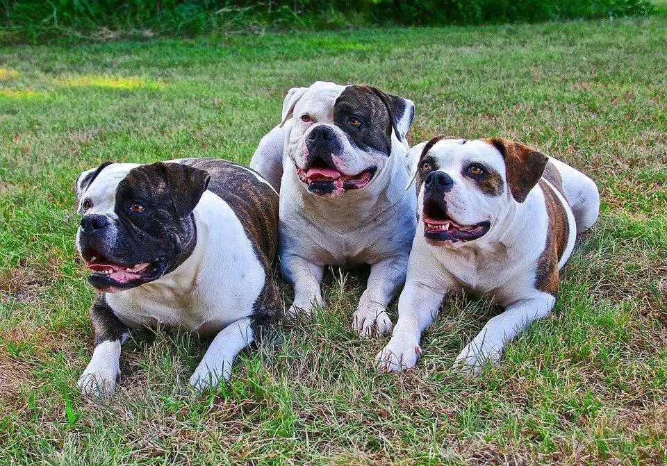 Most Dangerous Dog Breeds ???? (Might Be Surprised) 5 American Bulldogs, 3 Dogs, Dogs Laying Down