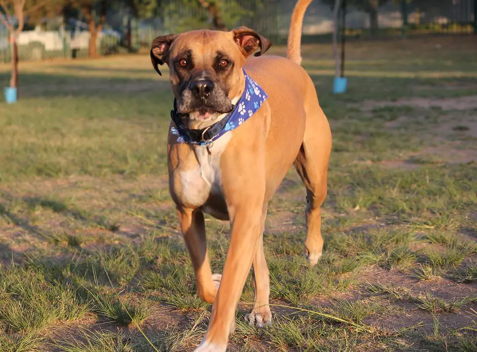 Most Dangerous Dog Breeds ???? (Might Be Surprised) 6 Dogs, Bullmastiff, Walk, Fun, Pet, Dogpark, Animal