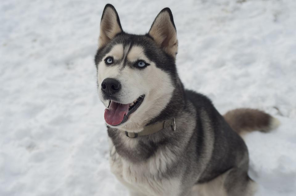 Most Dangerous Dog Breeds ???? (Might Be Surprised) 7 Husky, Dog, Siberian Husky, Sled Dog