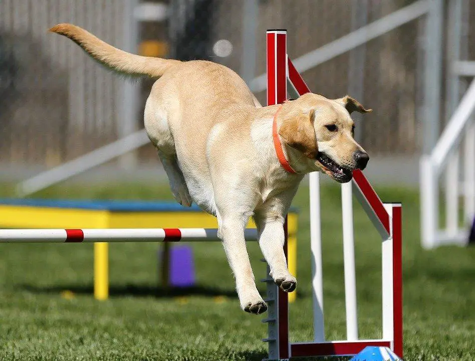 Most Dangerous Dog Breeds ???? (Might Be Surprised) 8 Labrador Retriever, Agility, Dog Sports, Dog