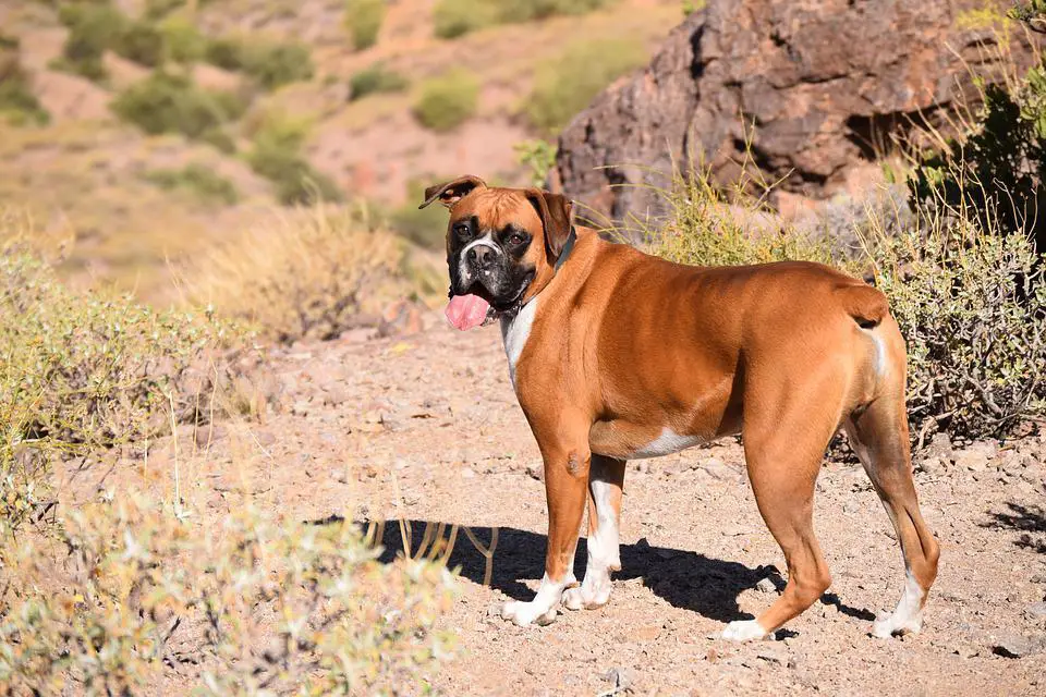 Most Dangerous Dog Breeds ???? (Might Be Surprised) 9 Dog, Animal, Boxer, Adorable, Canine, Domestic