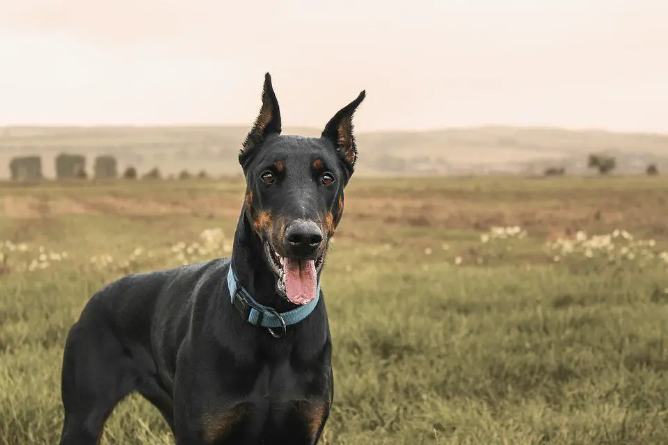 Most Dangerous Dog Breeds ???? (Might Be Surprised) 10 Doberman, Pinscher, Dog, Domestic Animal, Field, Meadow