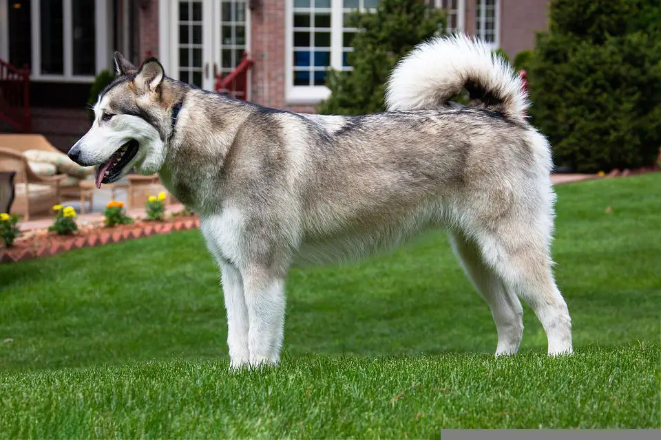 Most Dangerous Dog Breeds ???? (Might Be Surprised) 11 Alaskan Malamute, Dog, Pet, Animal, Domestic Dog