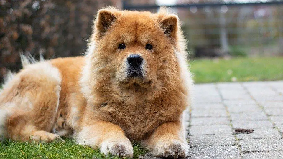Most Dangerous Dog Breeds ???? (Might Be Surprised) 12 Chow Chow, Dog, Backyard, Pet, Canine, Animal, Outdoors