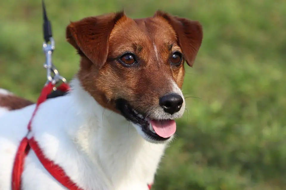 Most Dangerous Dog Breeds ???? (Might Be Surprised) 13 Dog, Jack Russell, Terrier, Animals, Cute, Jack